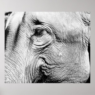 Elephants Eye, 2017 Poster