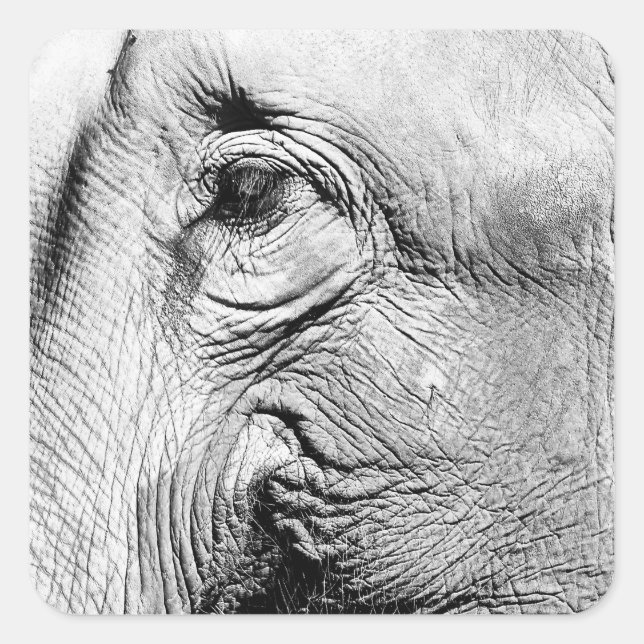 Elephants Eye, 2017 Square Sticker (Front)