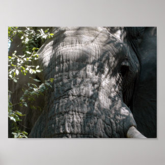 Elephant's face poster