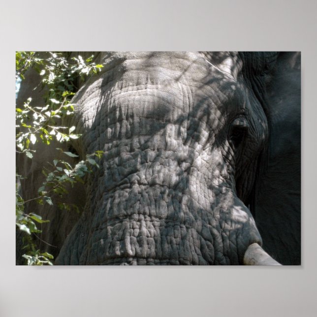 Elephant's face poster (Front)
