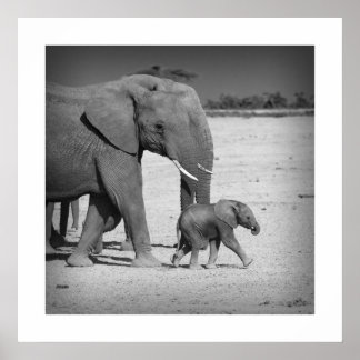 Elephants family poster