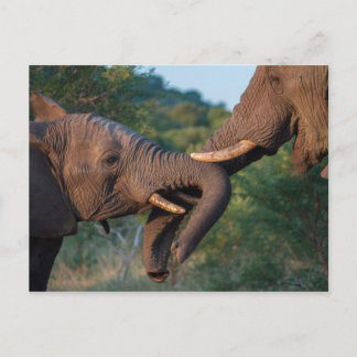 Elephants Fighting Postcard