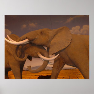 Elephants!  Framed Print