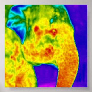 Elephants head poster