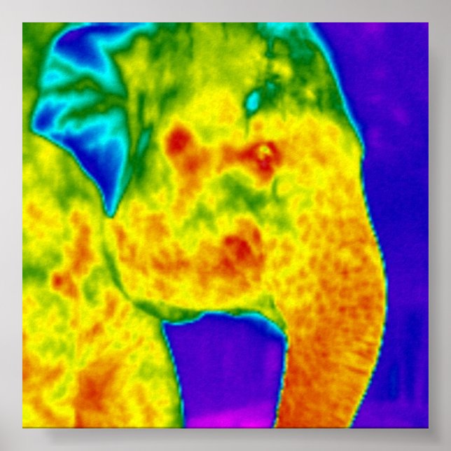 Elephants head poster (Front)