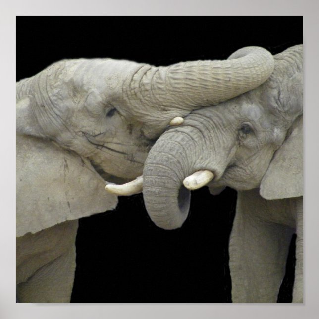 Elephants in love black poster (Front)