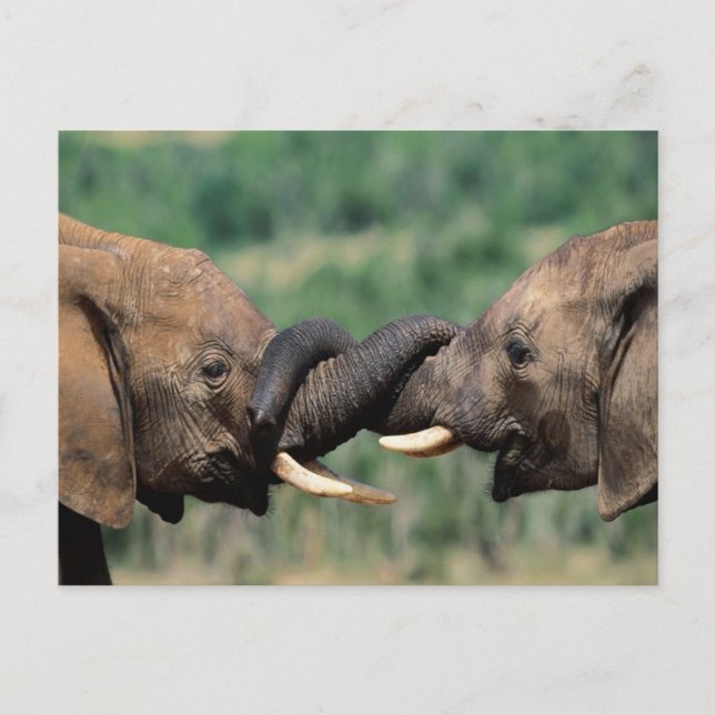 Elephants in love postcard (Front)