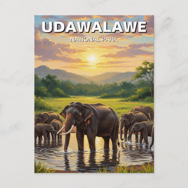 Elephants in Sri Lanka Udawalawe National Park Postcard (Front)