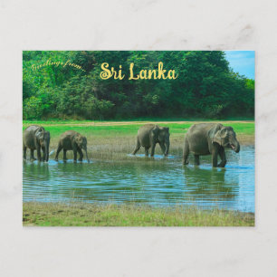 Elephants in Udawalawa National Park Sri Lanka Postcard