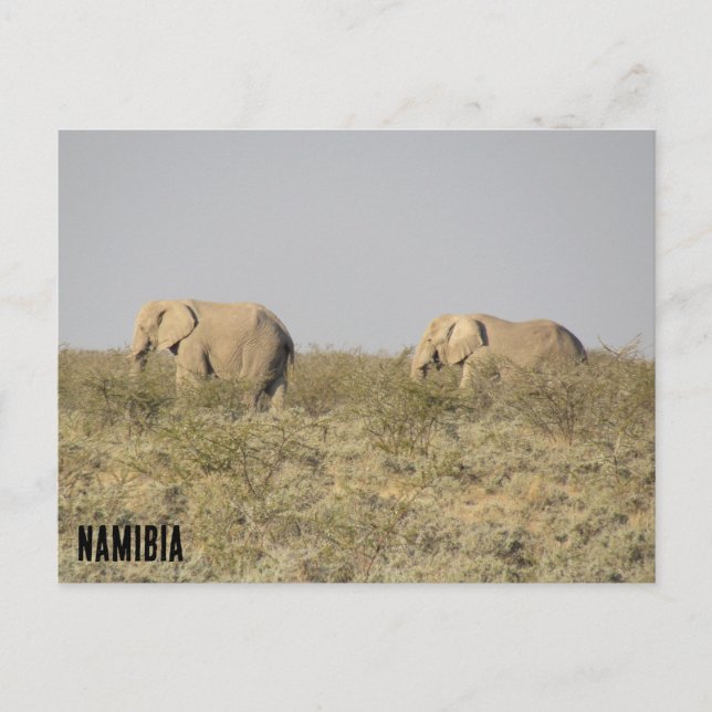 elephants namibia  postcard (Front)