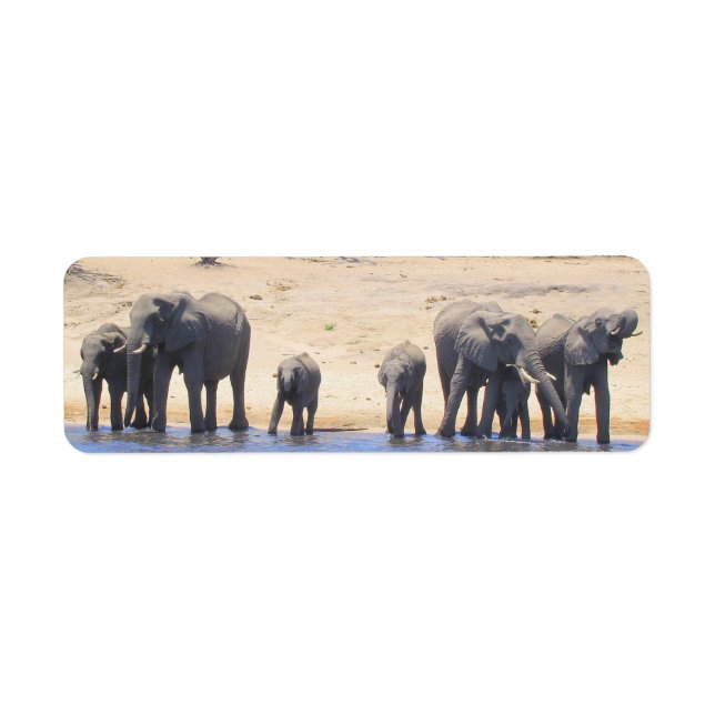Elephants of Chobe Return Address Labels (Front)