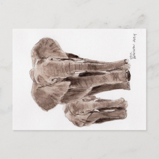 elephants post card (Front)