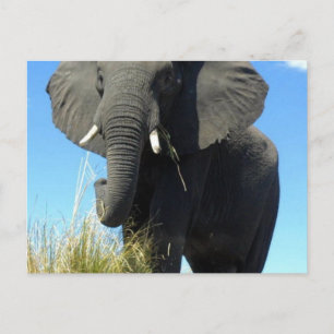 Elephants Postcard