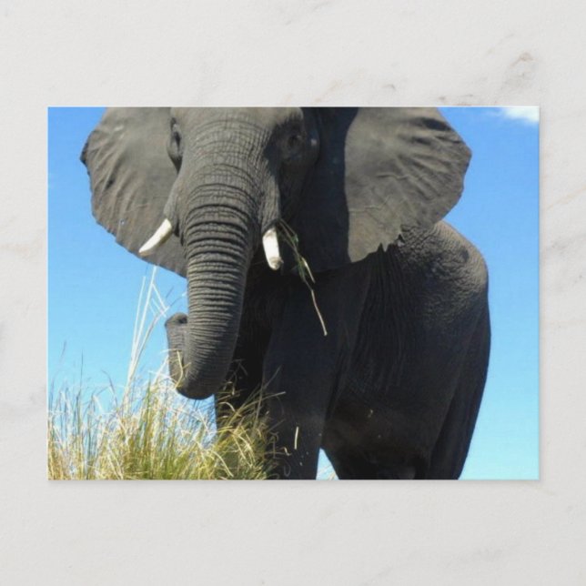 Elephants Postcard (Front)