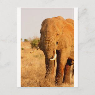 Elephants Postcard