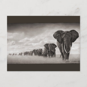 Elephants Postcard