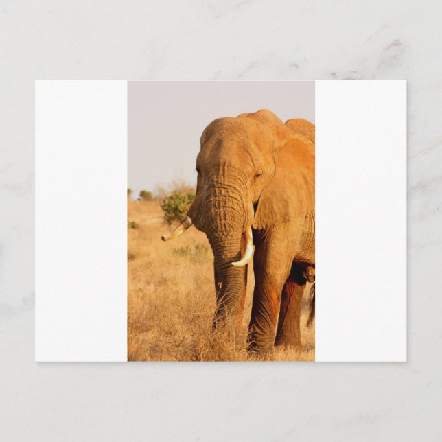 Elephants Postcard (Front)