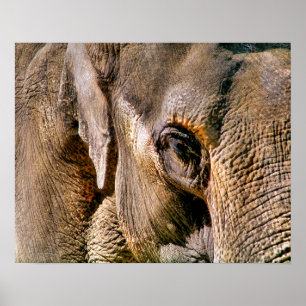 ELEPHANTS POSTER