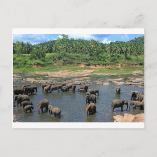 Elephants Sri Lanka Postcard