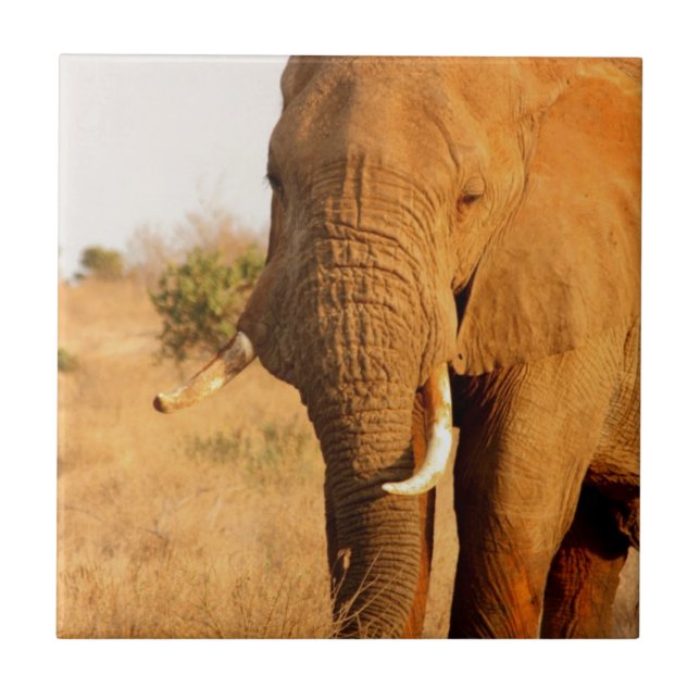 Elephants Tile (Front)