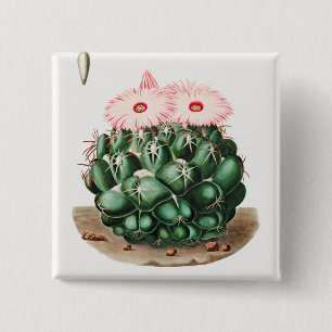 Elephant's Tooth Cactus Flower illustration 15 Cm Square Badge