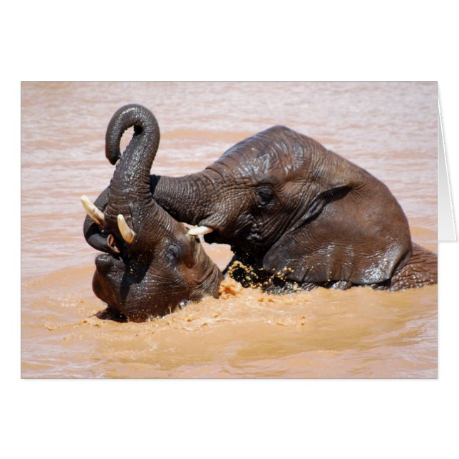 Elephants water world (Front Horizontal)