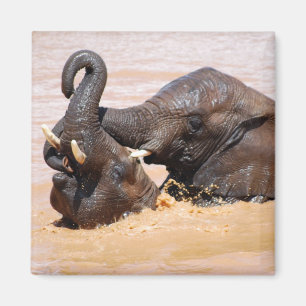 Elephants water world magnet