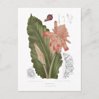 Elettaria speciosa postcard