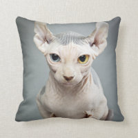 Elf Sphinx Cat Photograph
