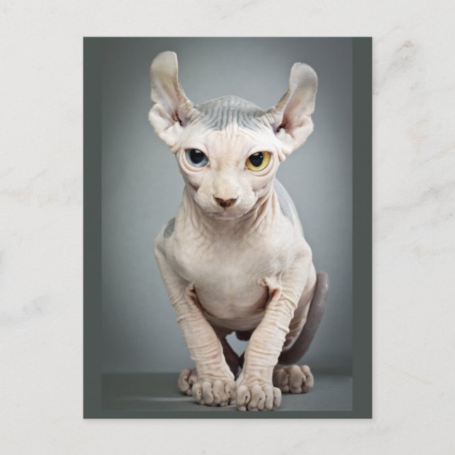 Elf Sphinx Cat Photograph Postcard (Front)
