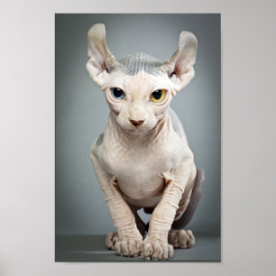 Elf Sphinx Cat Photograph Poster