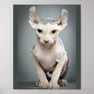 Elf Sphinx Cat Photograph Poster