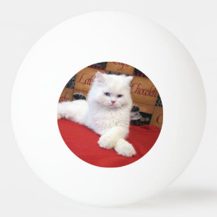 Eli - Persian Cat  Ping Pong Ball