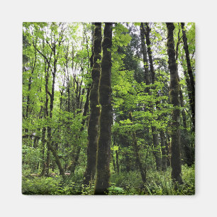 Elijah Bristow State Park, Dexter, Oregon Magnet