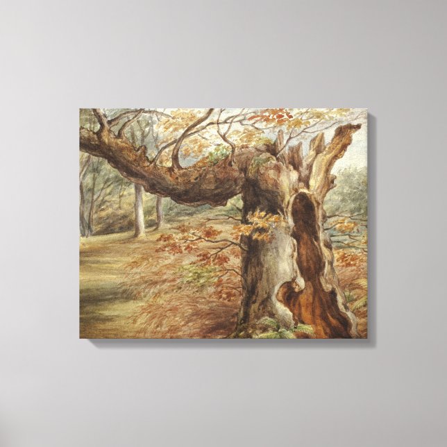 Elizabeth Murray - Rotting Tree Canvas Print (Front)