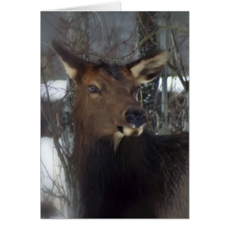 Elk
