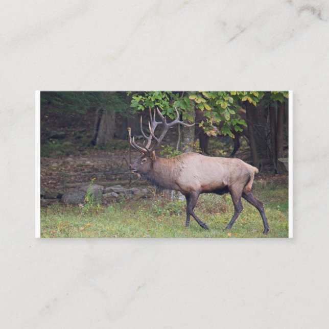 Elk 2 business card (Front)