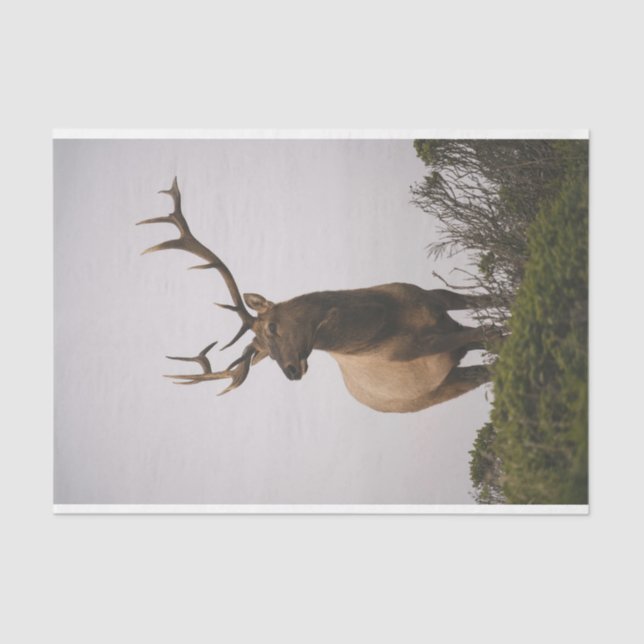 Elk 2 tissue paper (Front)