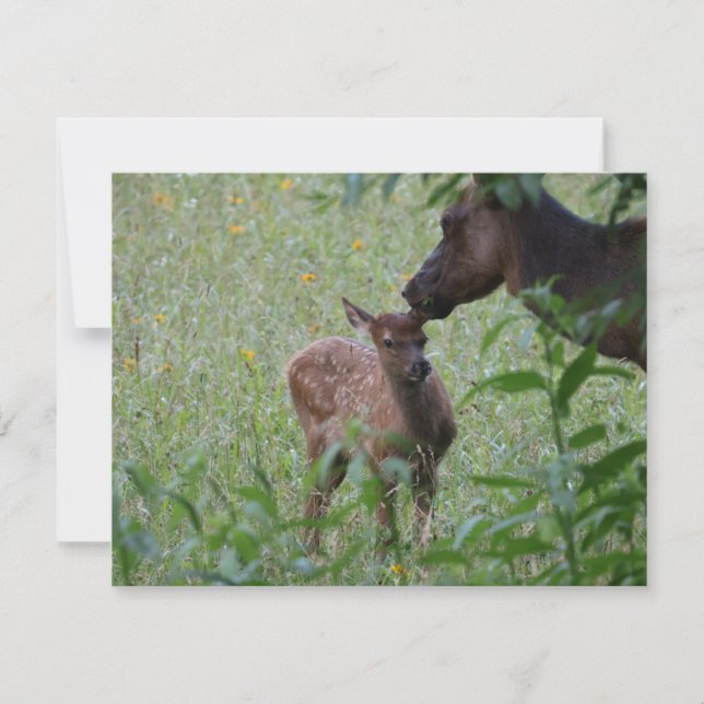 Elk and Calf – Great Smoky Mountains Wildlife Card (Front)