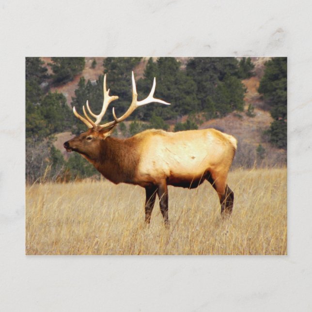 Elk at Fort Niobrara National Wildlife Refuge Postcard (Front)