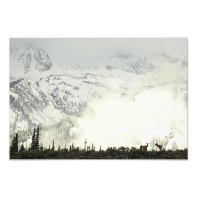 Elk at Grand Teton National Park Photography Photo Print (Front)