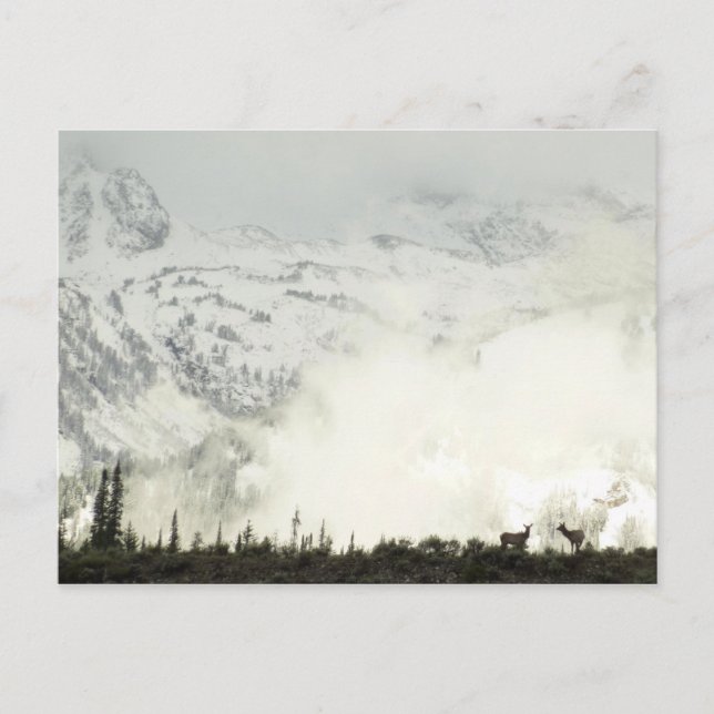 Elk at Grand Teton National Park Photography Postcard (Front)