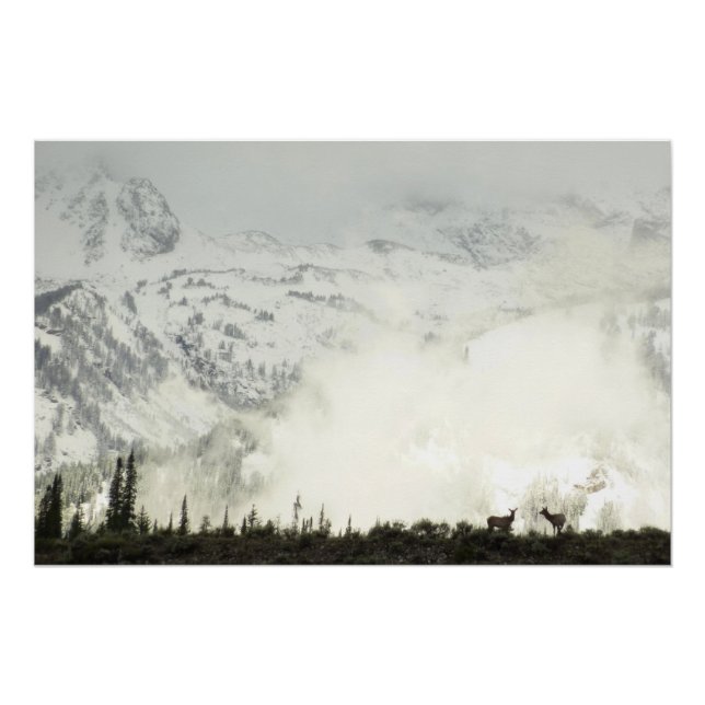 Elk at Grand Teton National Park Photography Poster (Front)