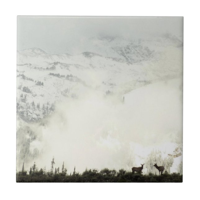 Elk at Grand Teton National Park Photography Tile (Front)
