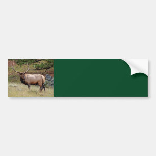 Elk Background Bumper Sticker