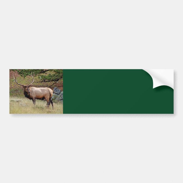 Elk Background Bumper Sticker (Front)
