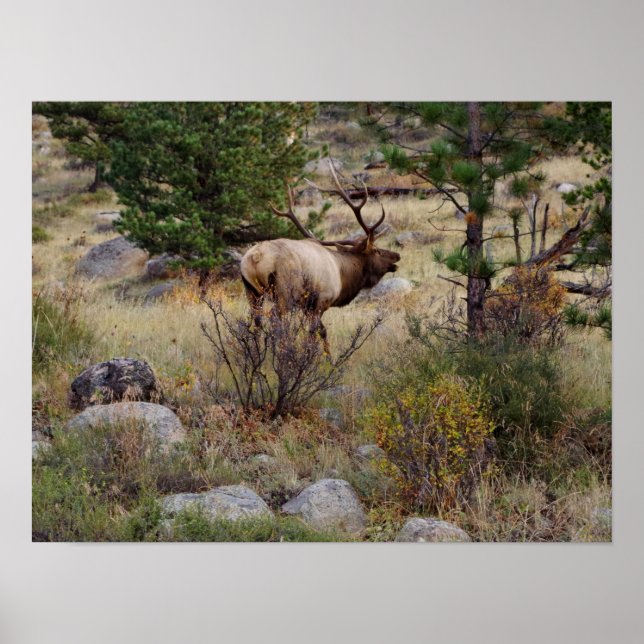 Elk bugling in Rocky Mountain National Park Print (Front)