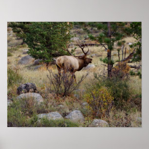 Elk bugling in Rocky Mountain National Park Print