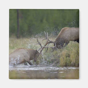 Elk Bulls fighting, Yellowstone NP, Wyoming Magnet