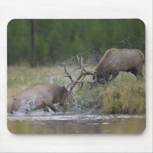 Elk Bulls fighting, Yellowstone NP, Wyoming Mouse Mat